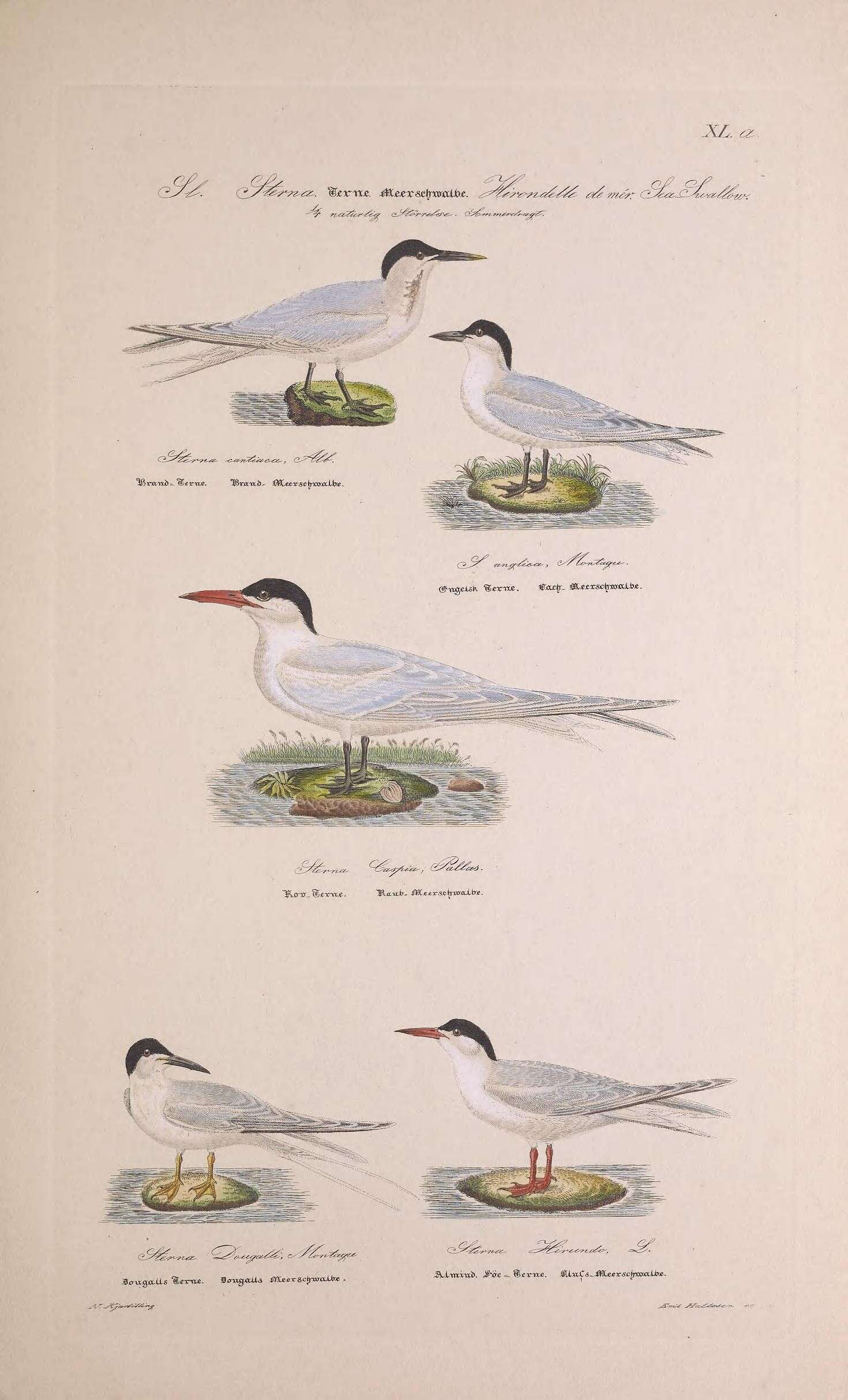 Image of Sandwich Tern