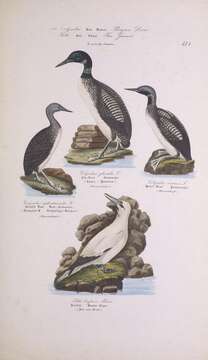 Image of Red-throated Diver