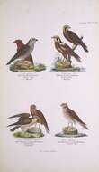 Image of honey buzzard, european honey buzzard