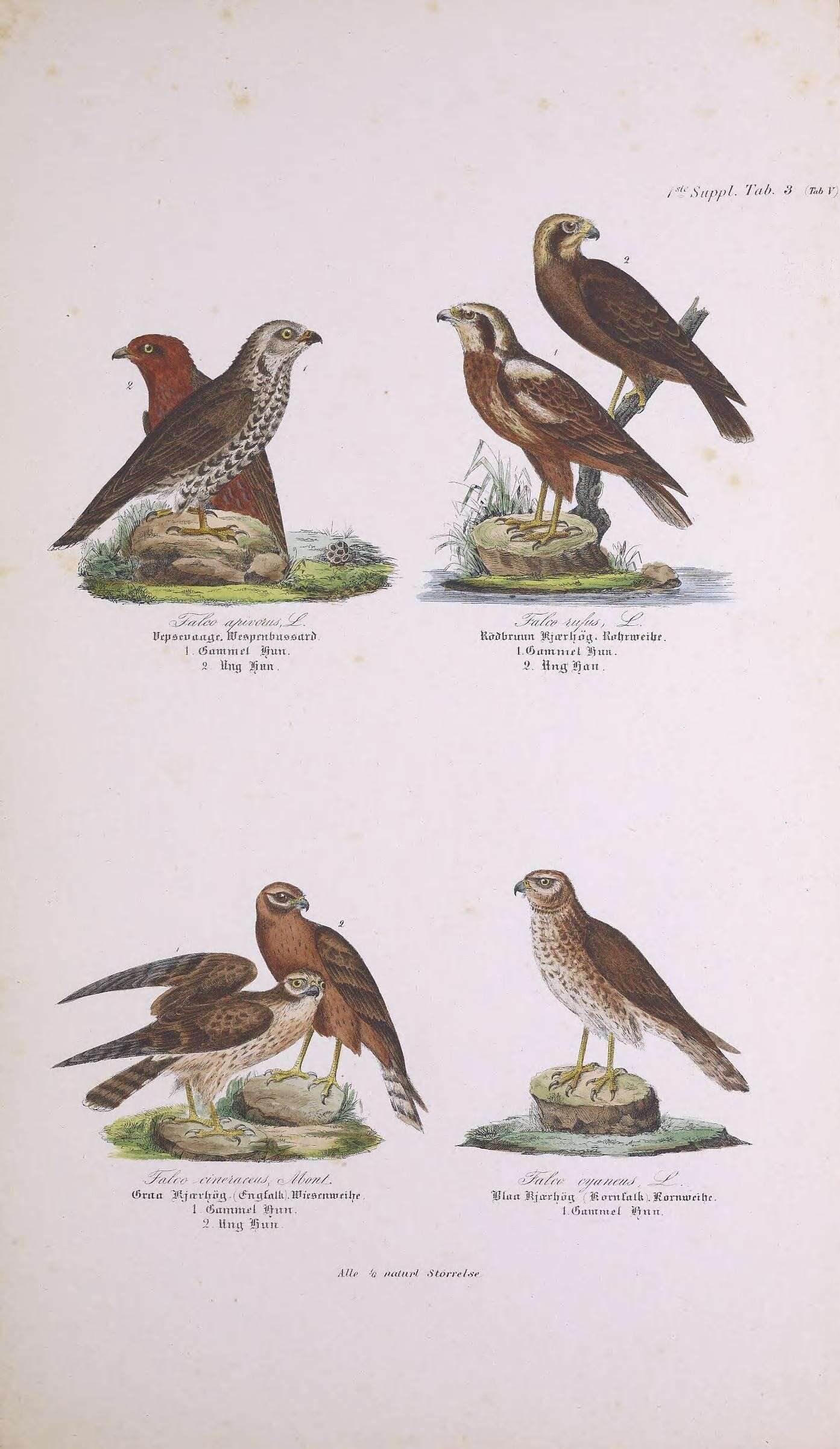 Image of honey buzzard, european honey buzzard