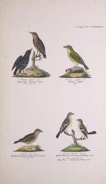 Image of Sturnus Linnaeus 1758