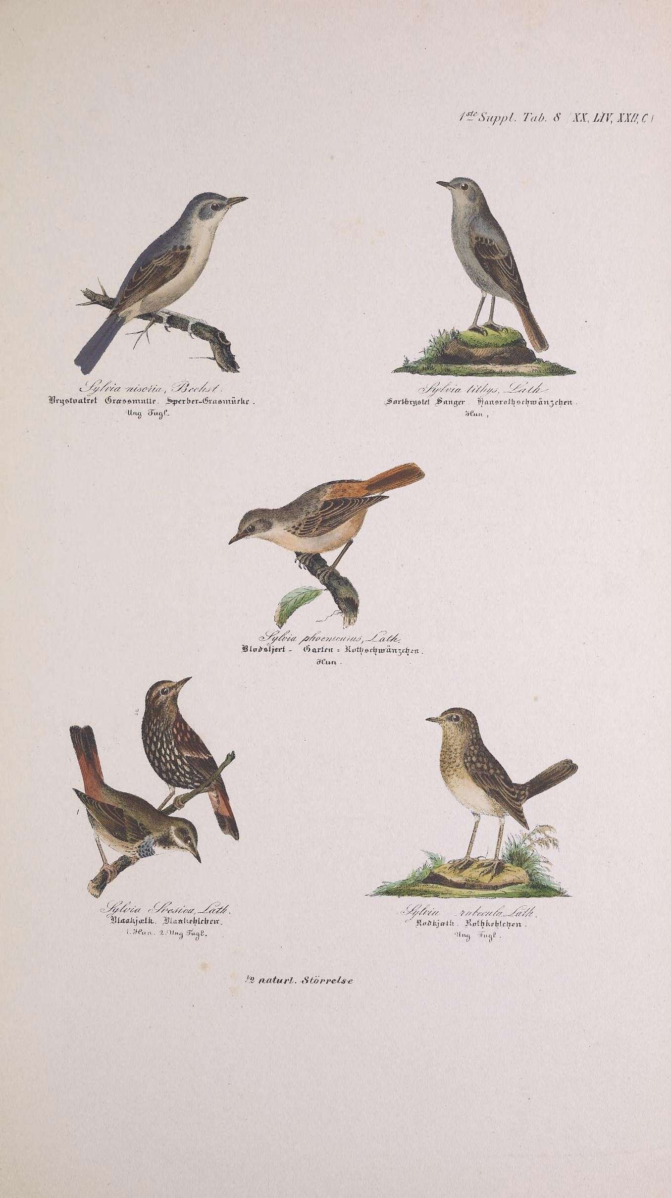 Image de Curruca nisoria (Bechstein 1792)