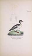 Image of Bucephala Baird & SF 1858