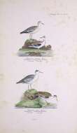 Image of Grey (Red) Phalarope