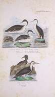 Image of loons