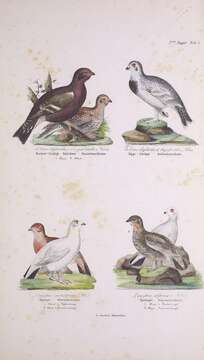 Image of Willow Grouse and Red Grouse