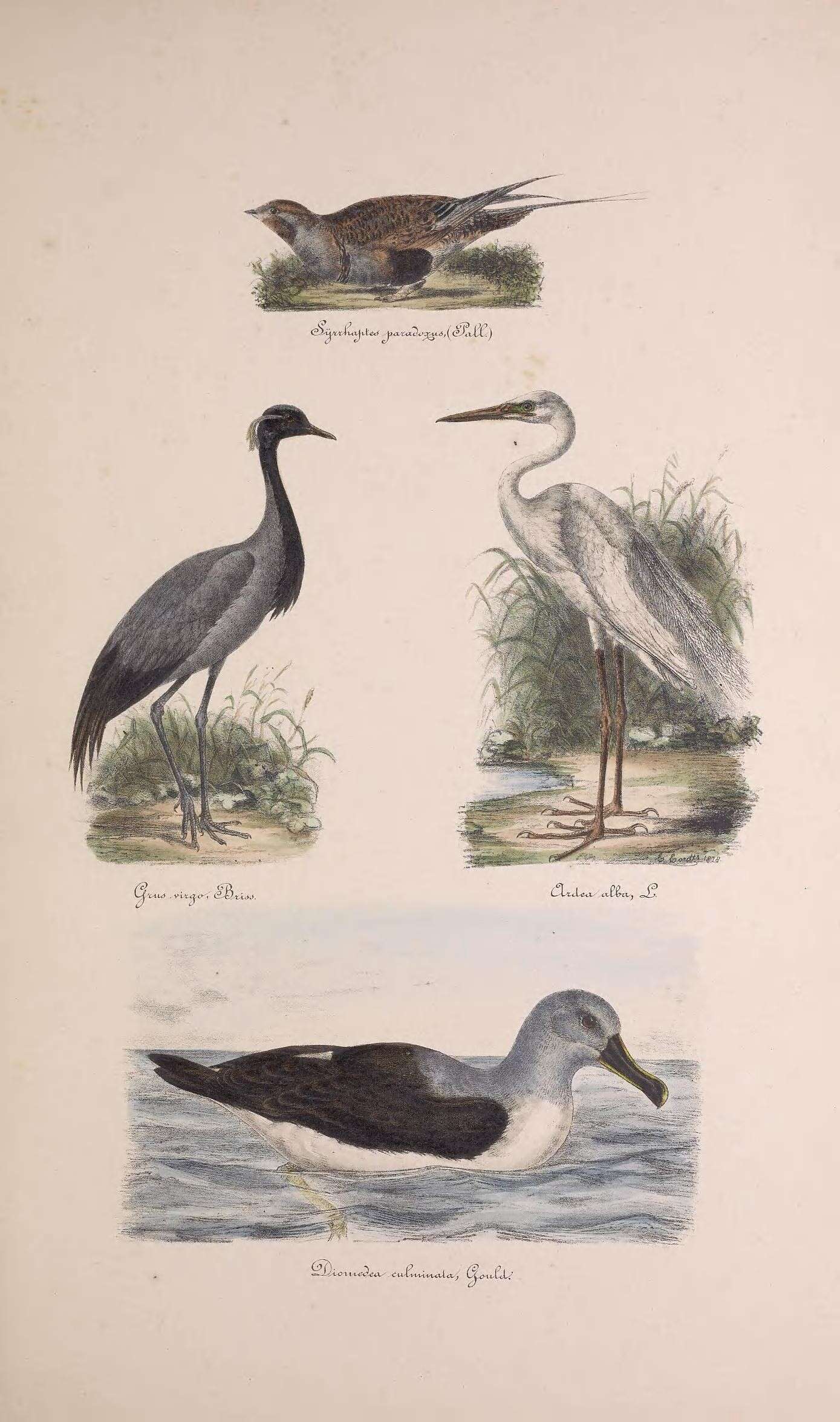 Image of Syrrhaptes Illiger 1811