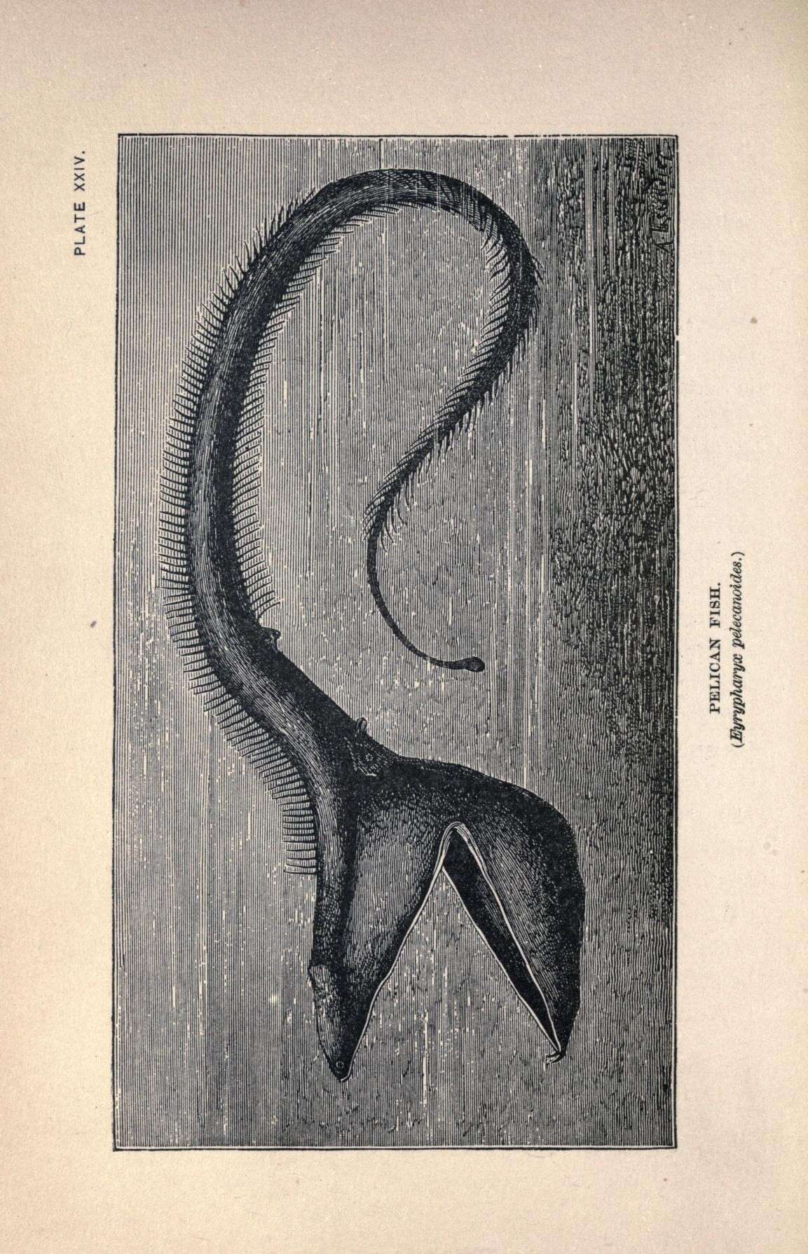 Image of pelican eels