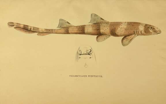 Image of Brownbanded Bamboo Shark