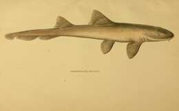 Image of Grey Bamboo Shark