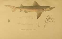 Image of Speartooth Shark