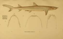 Sivun Triaenodon kuva