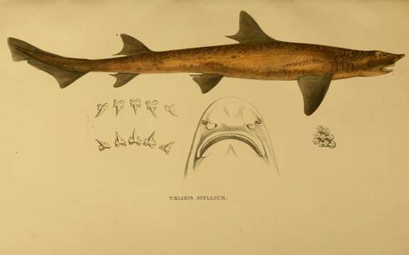 Image of Banded Houndshark