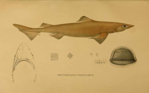 Image of Gulper shark