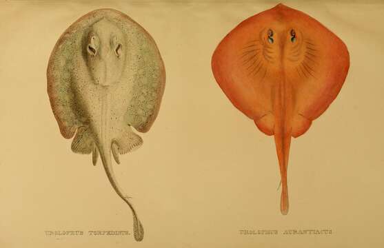 Image of Sepia Stingray