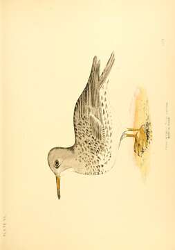 Imagem de Calidris maritima (Brünnich 1764)