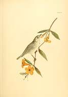 Слика од Vireo philadelphicus (Cassin 1851)