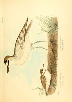 Image of Killdeer