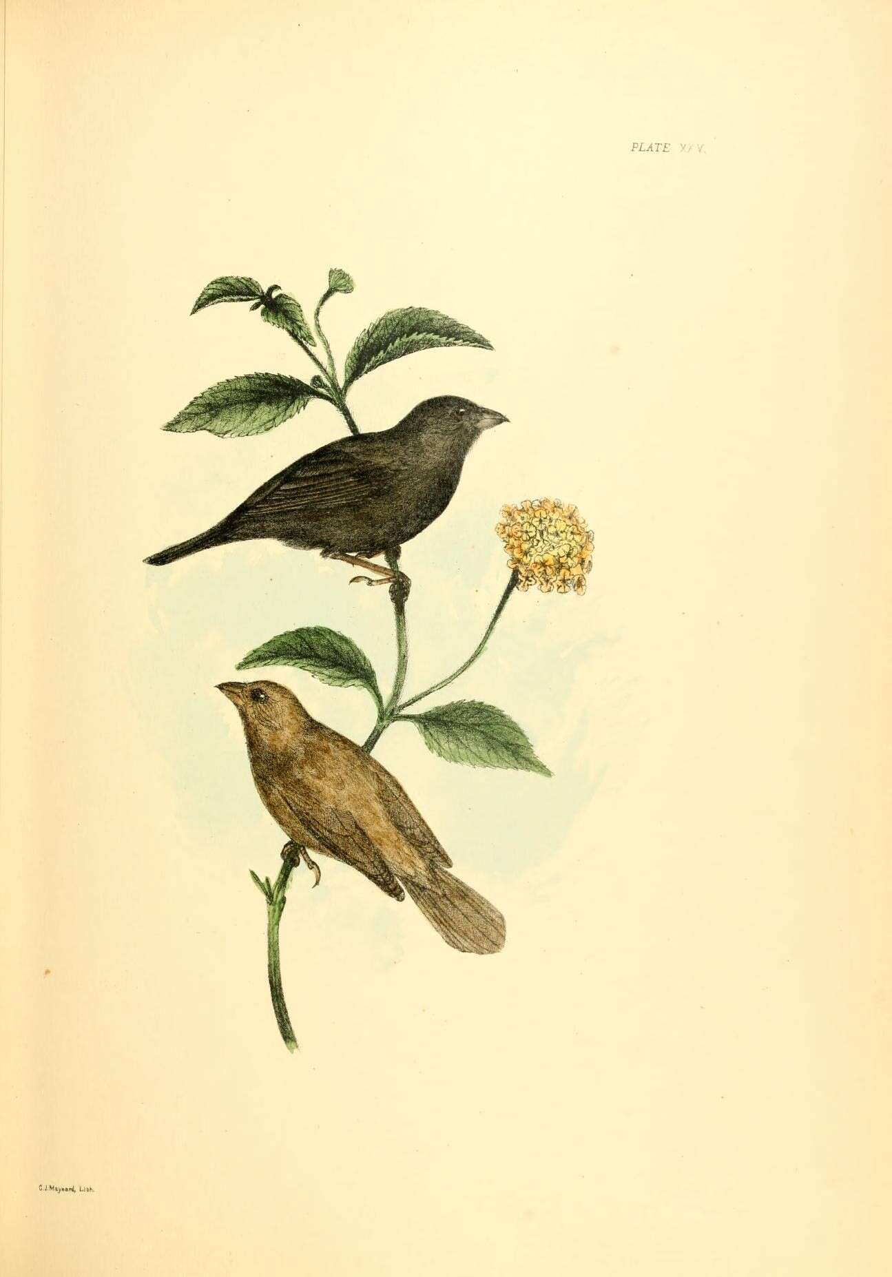 Image of Euphagus Cassin 1867
