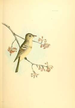 Imagem de Empidonax virescens (Vieillot 1818)