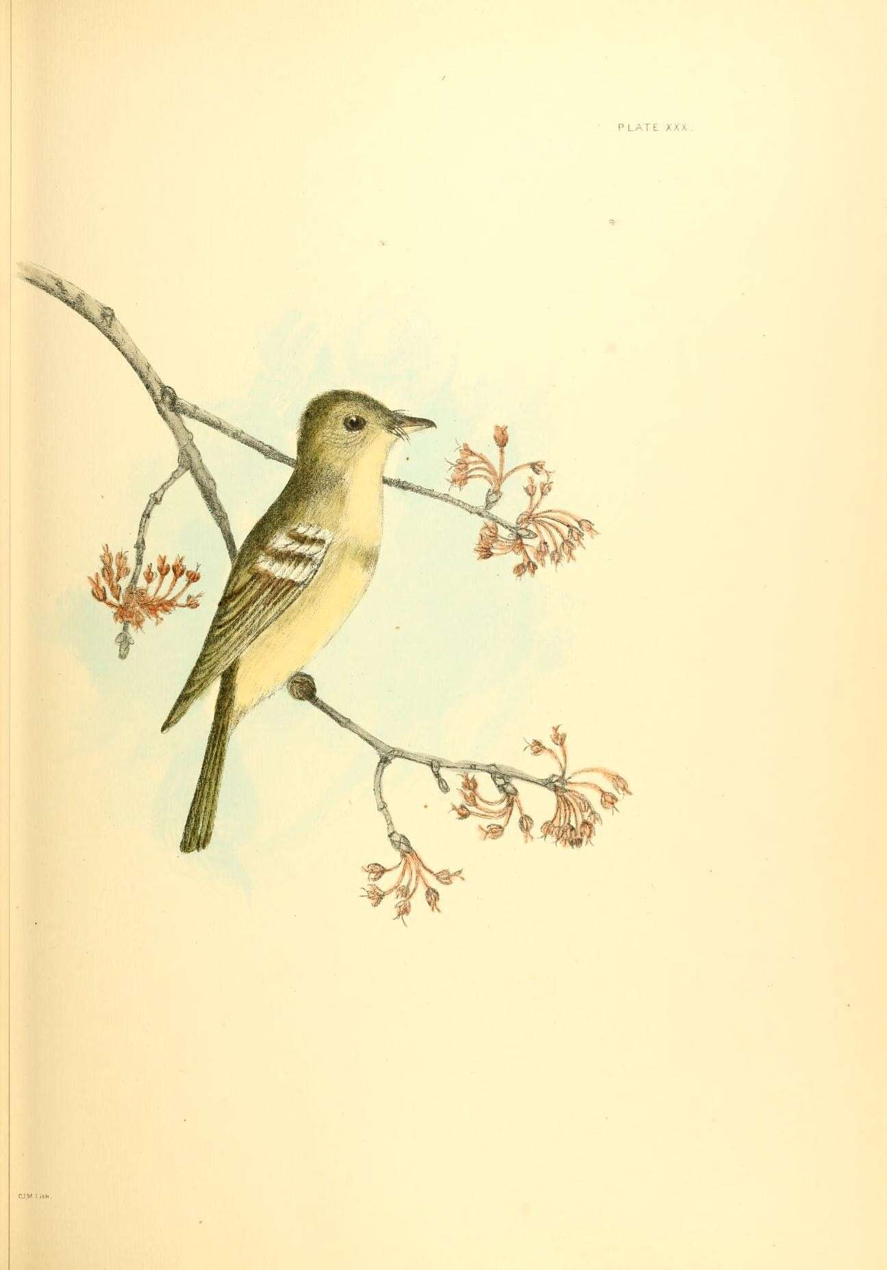 Image of Acadian Flycatcher