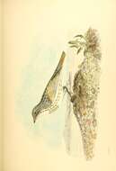 Image of Passerculus Bonaparte 1838