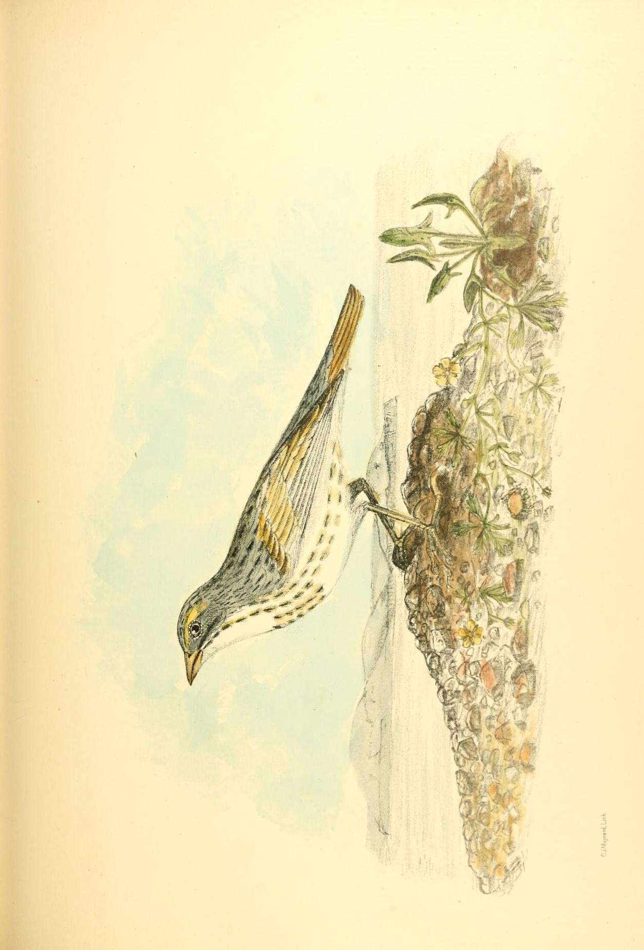 Image de Passerculus Bonaparte 1838