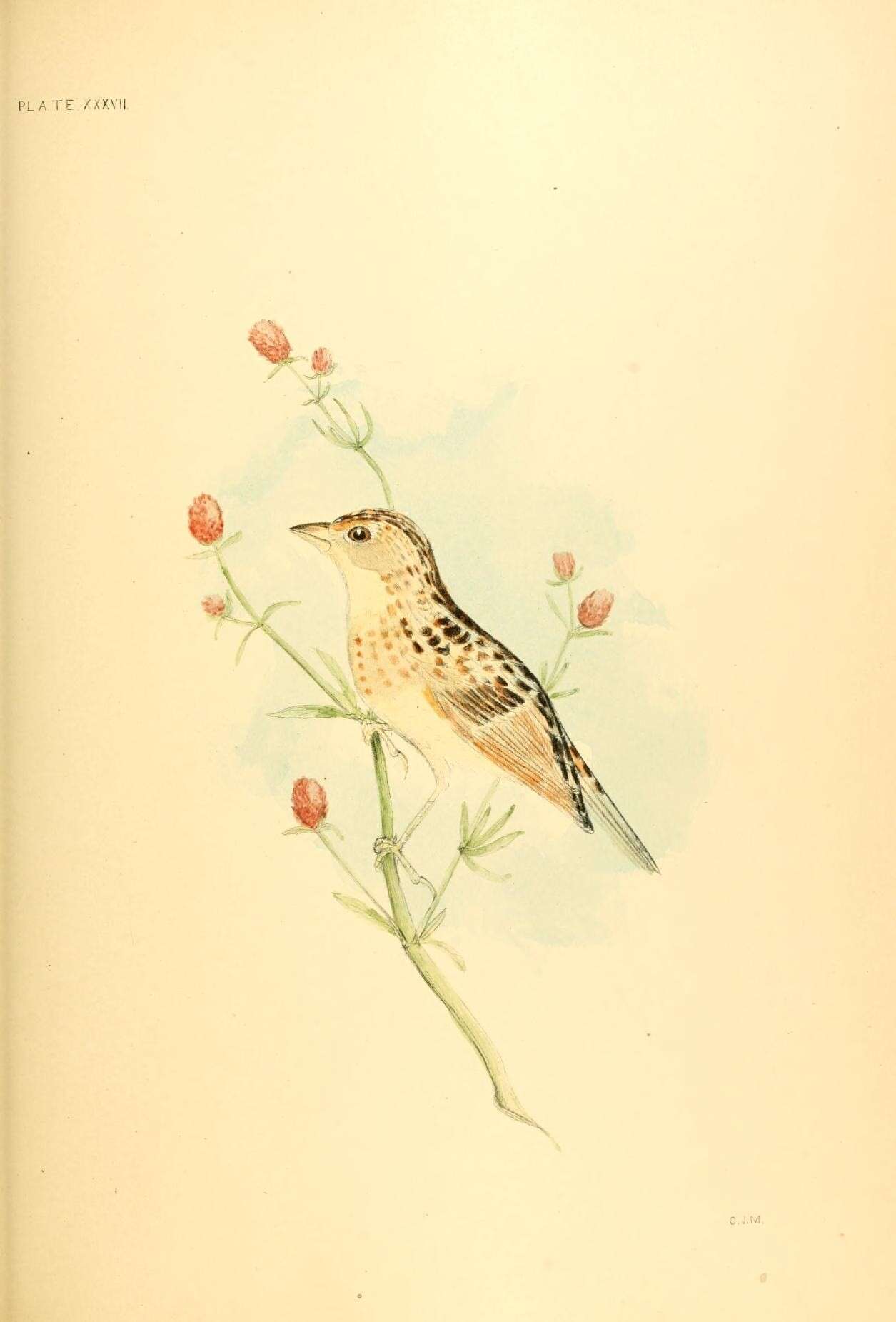 Image of Grasshopper Sparrow