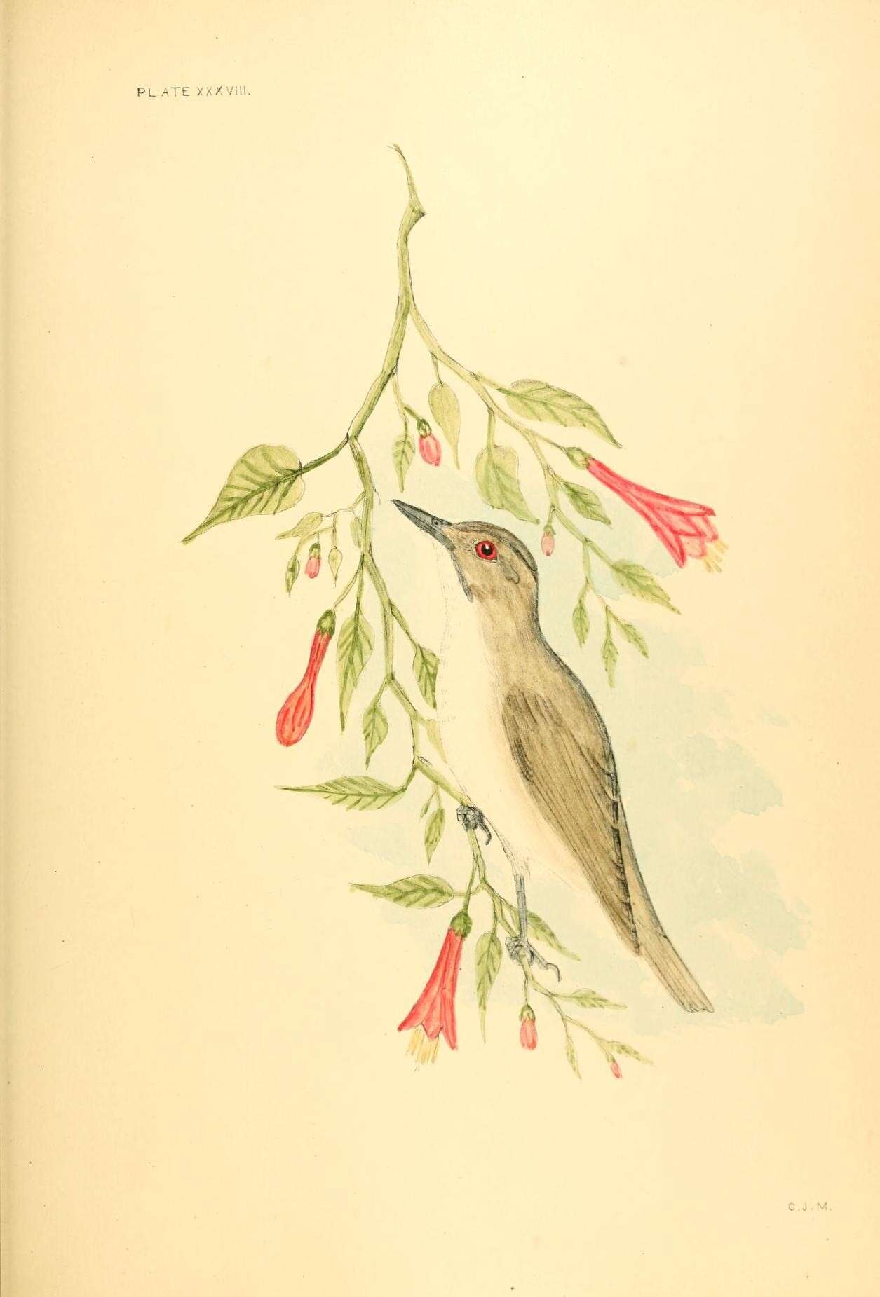 Слика од Vireo altiloquus (Vieillot 1808)