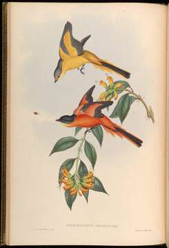 Image of Grey-chinned Minivet