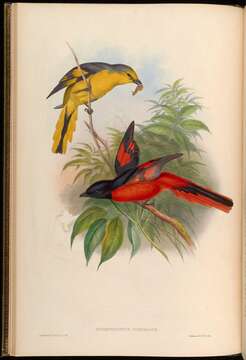 Image of Orange Minivet