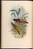 Image of Orange Minivet