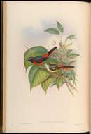 Image of Small Minivet