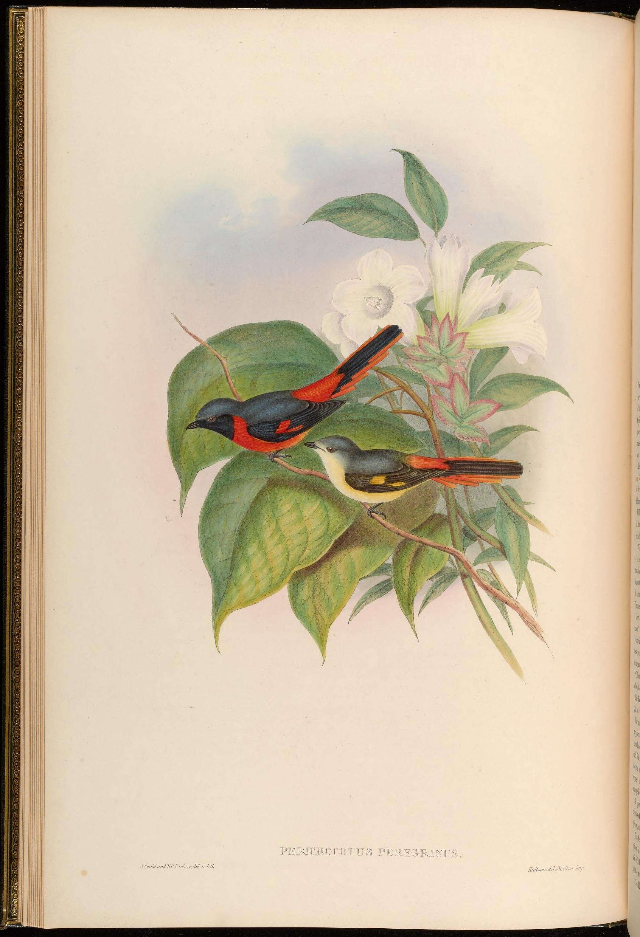 Image of Small Minivet