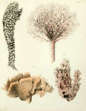 Image of red tree sponge