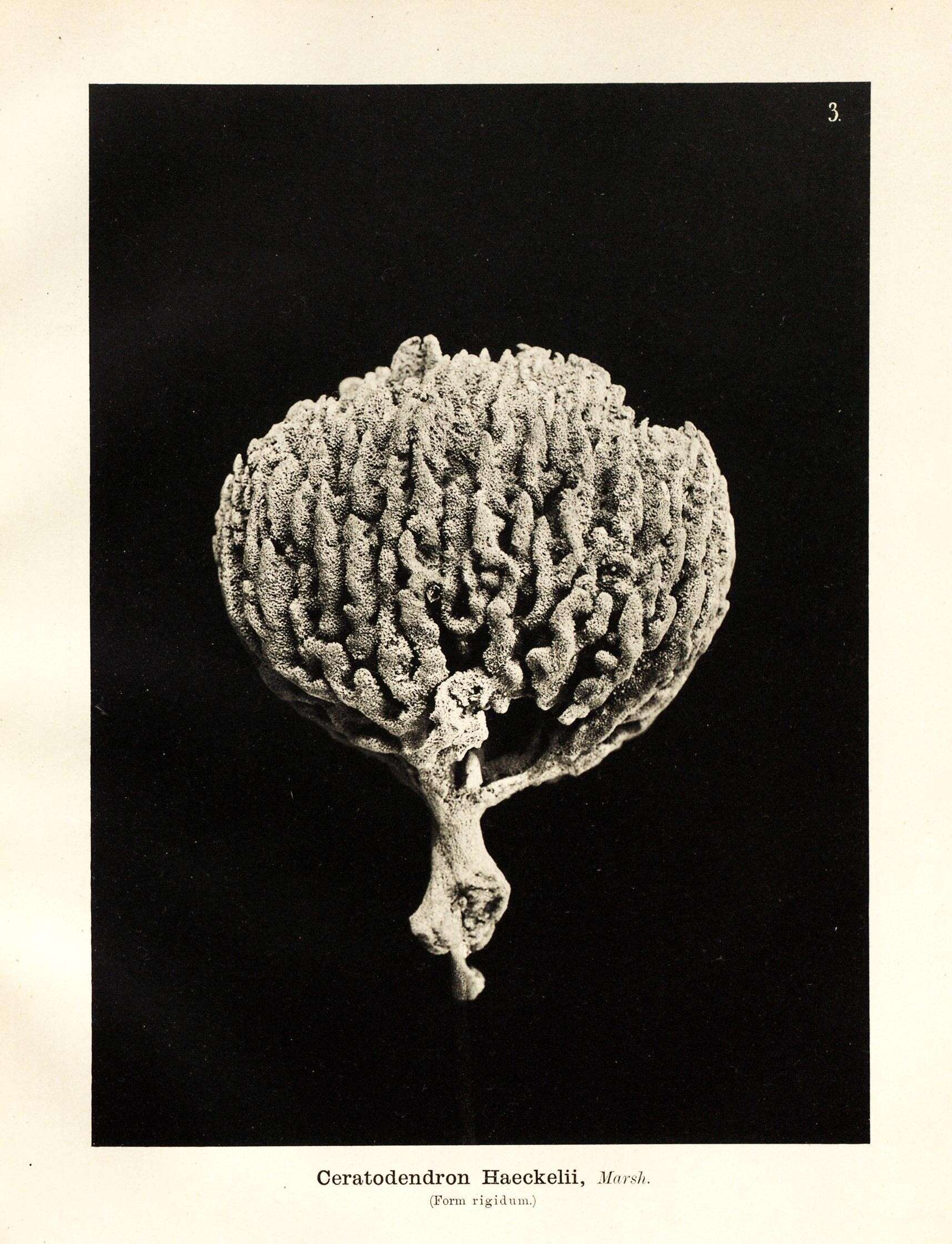 Image de Porifera