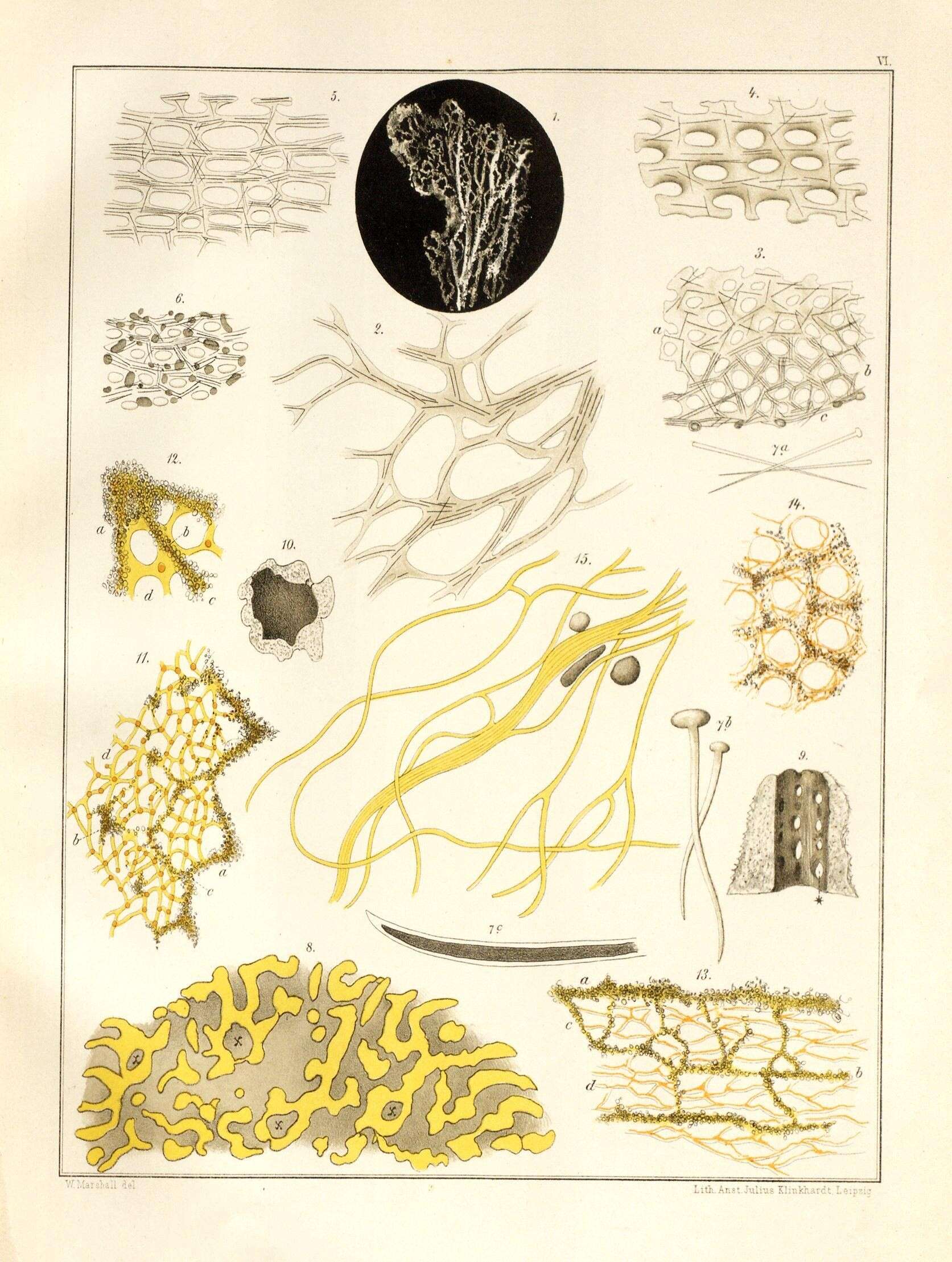 Image de Coscinoderma nardorus (Lendenfeld 1886)