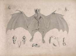 Image de Pteropodinae Gray 1821