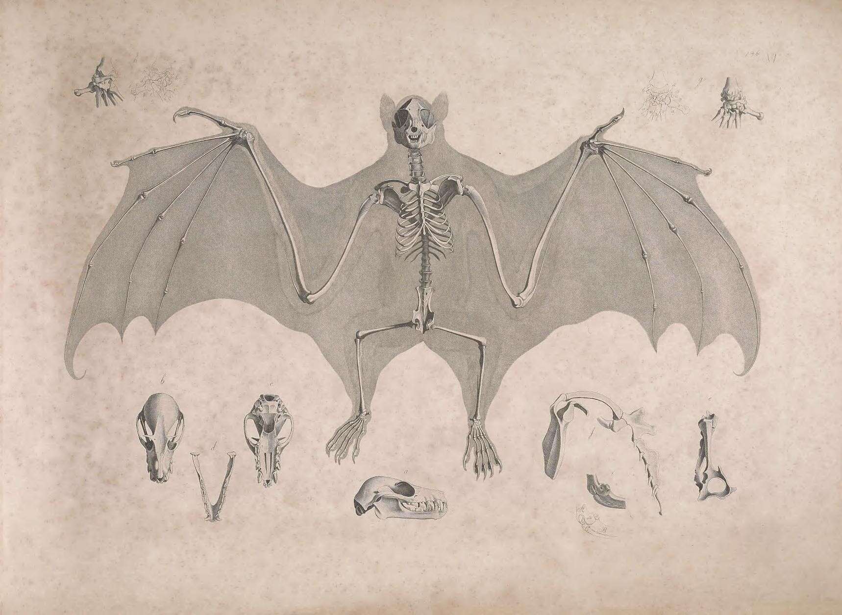 Image de Pteropodinae Gray 1821