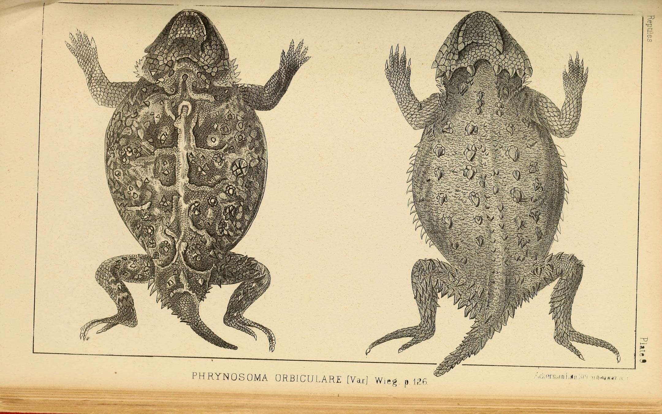 Sivun Phrynosoma orbiculare (Linnaeus 1758) kuva