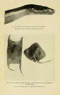 Image of stingrays and relatives