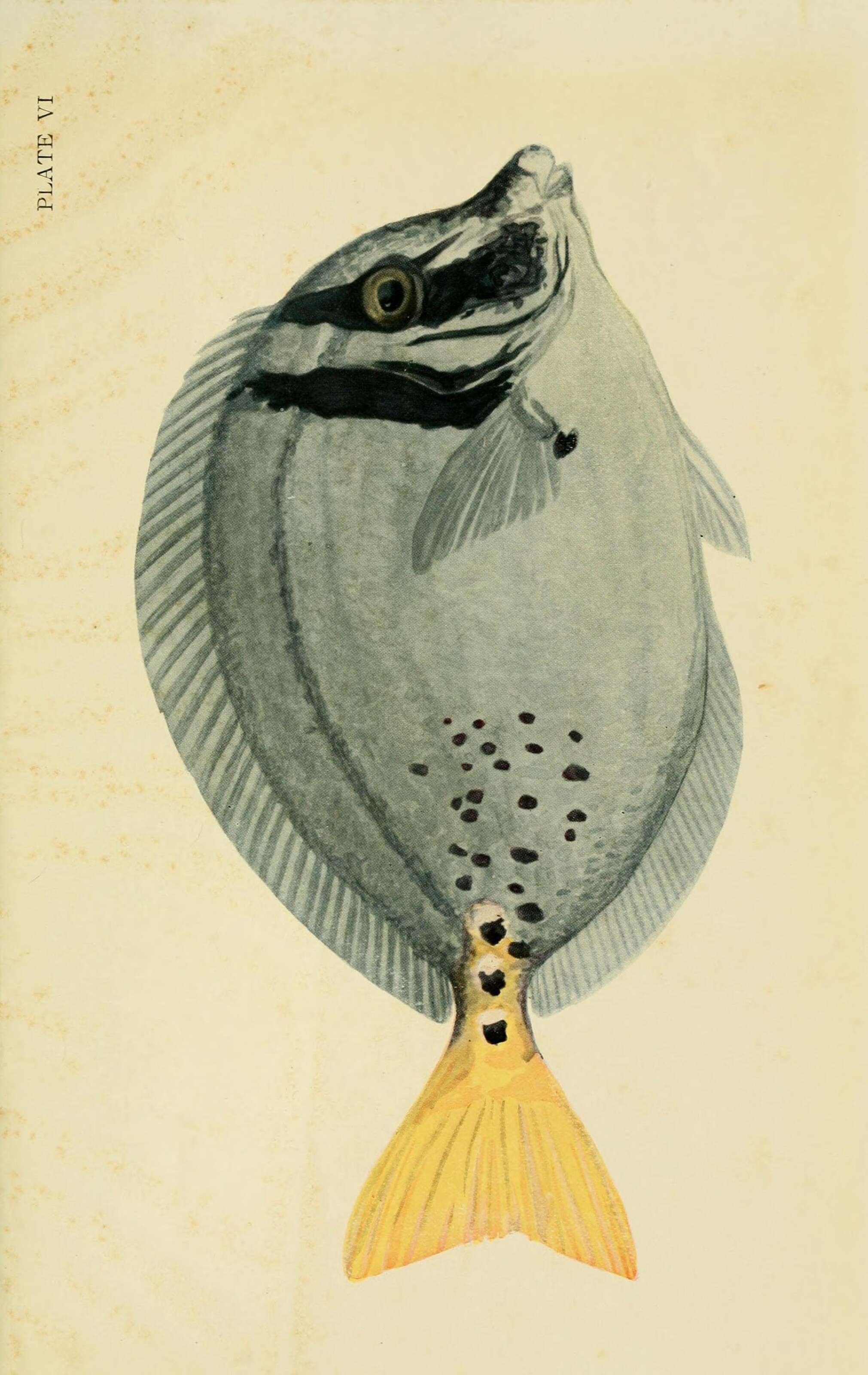 Image of Yellowtail Surgeonfish