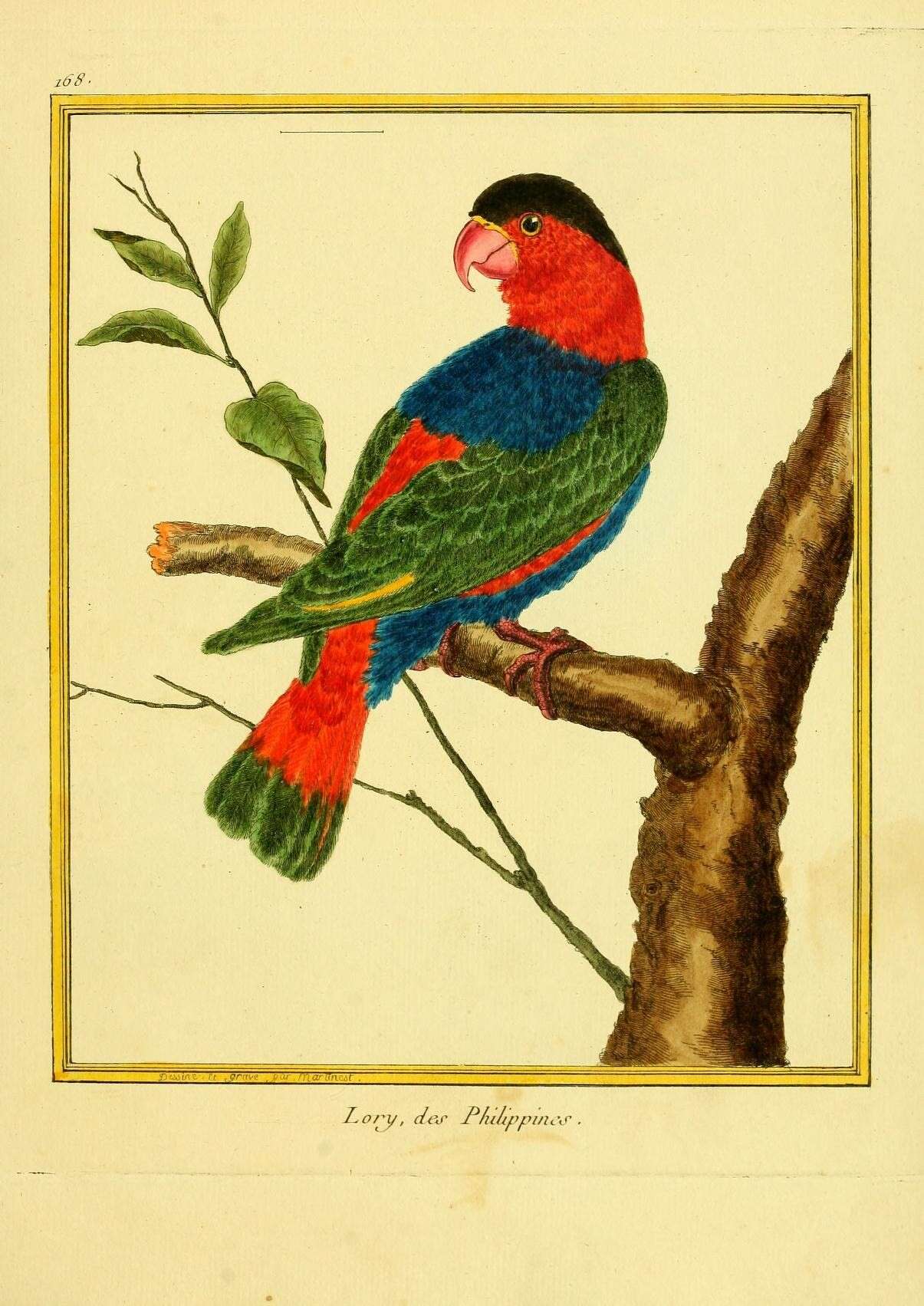 صورة Lorius lory (Linnaeus 1758)