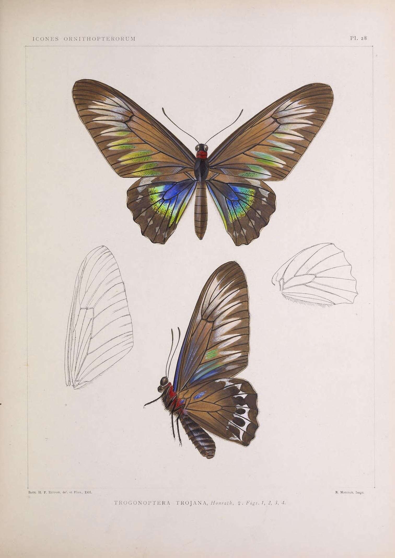 Image of Palawan Birdwing