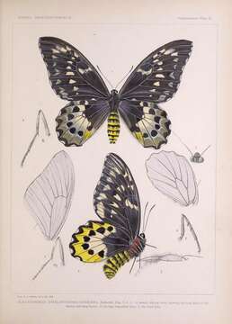 Image of Chimaera Birdwing