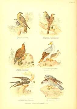 Image of honey buzzard, european honey buzzard