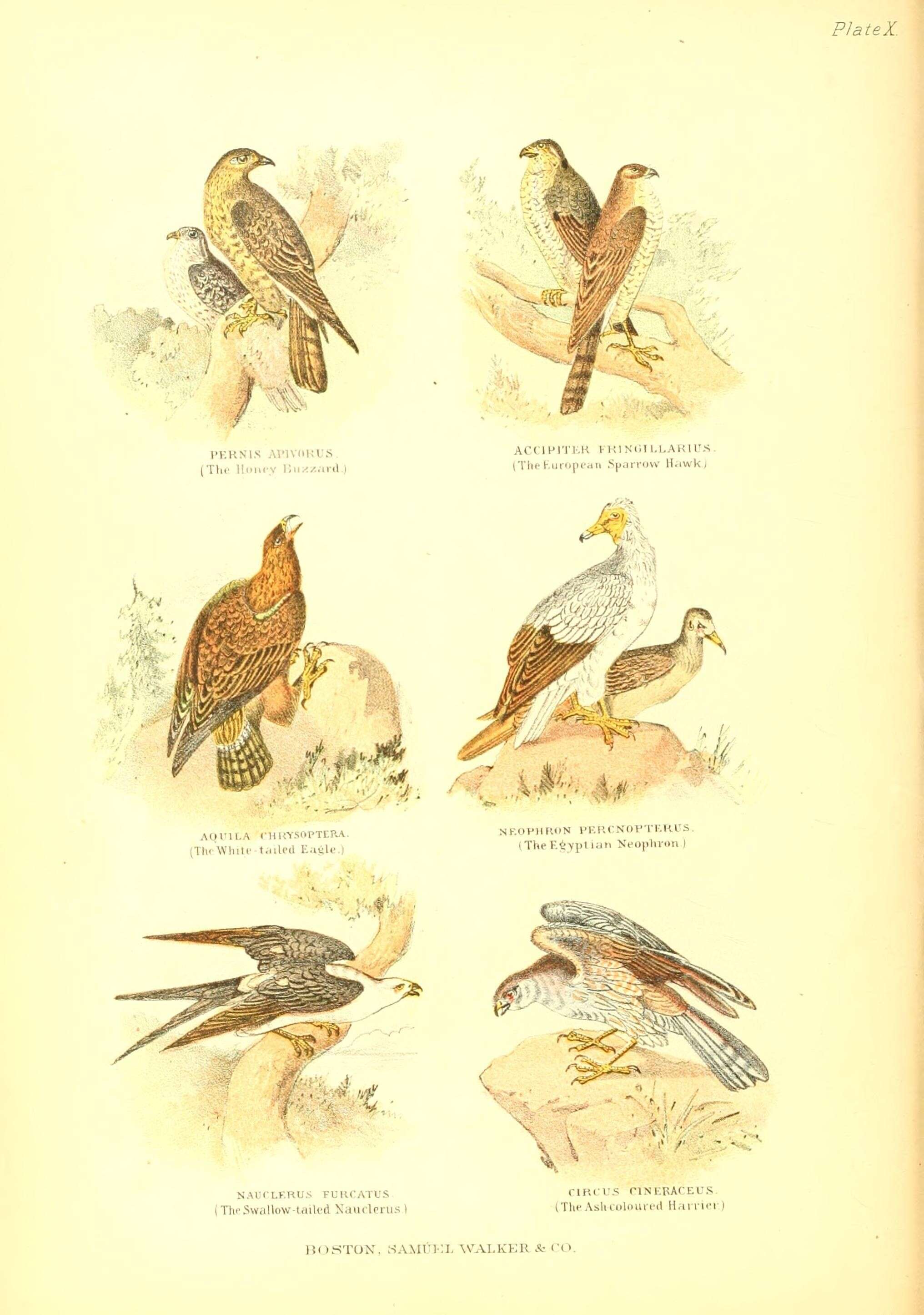 Image of honey buzzard, european honey buzzard