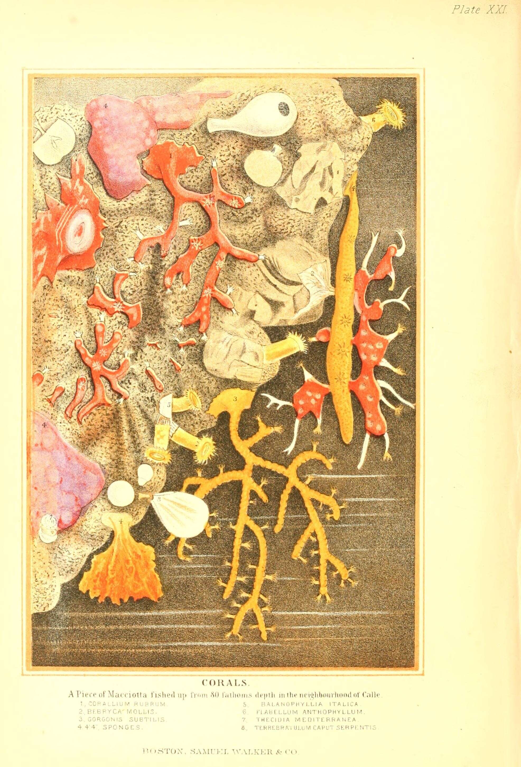 Image of Scleraxonia Studer 1887