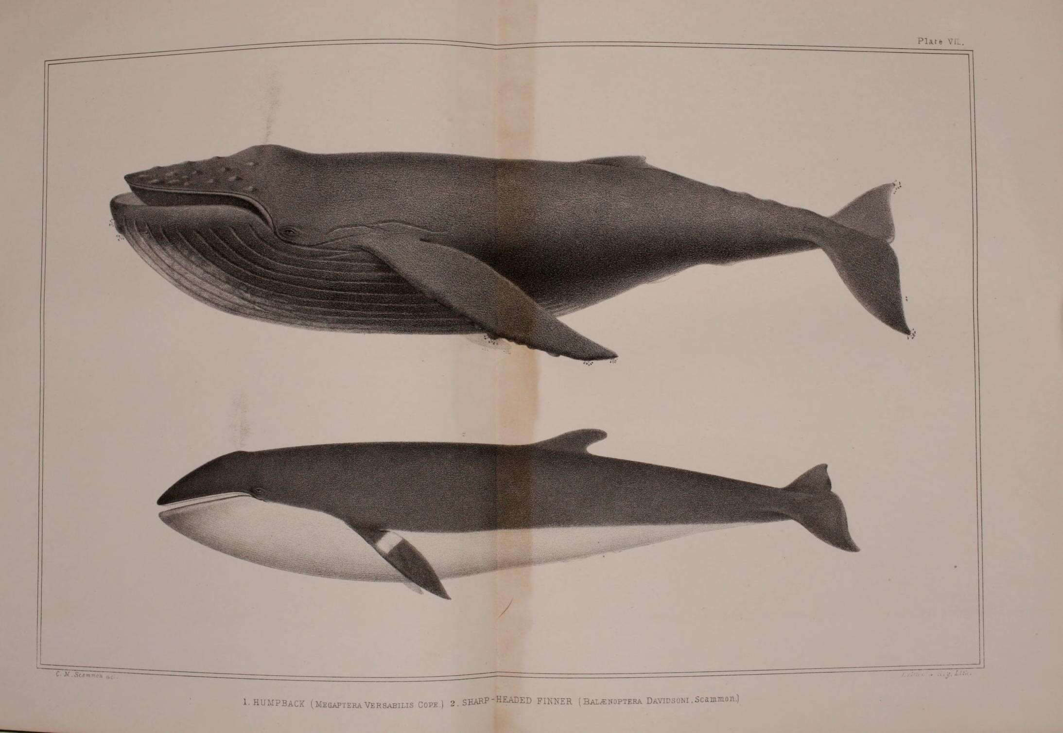Image de Megaptera Gray 1846