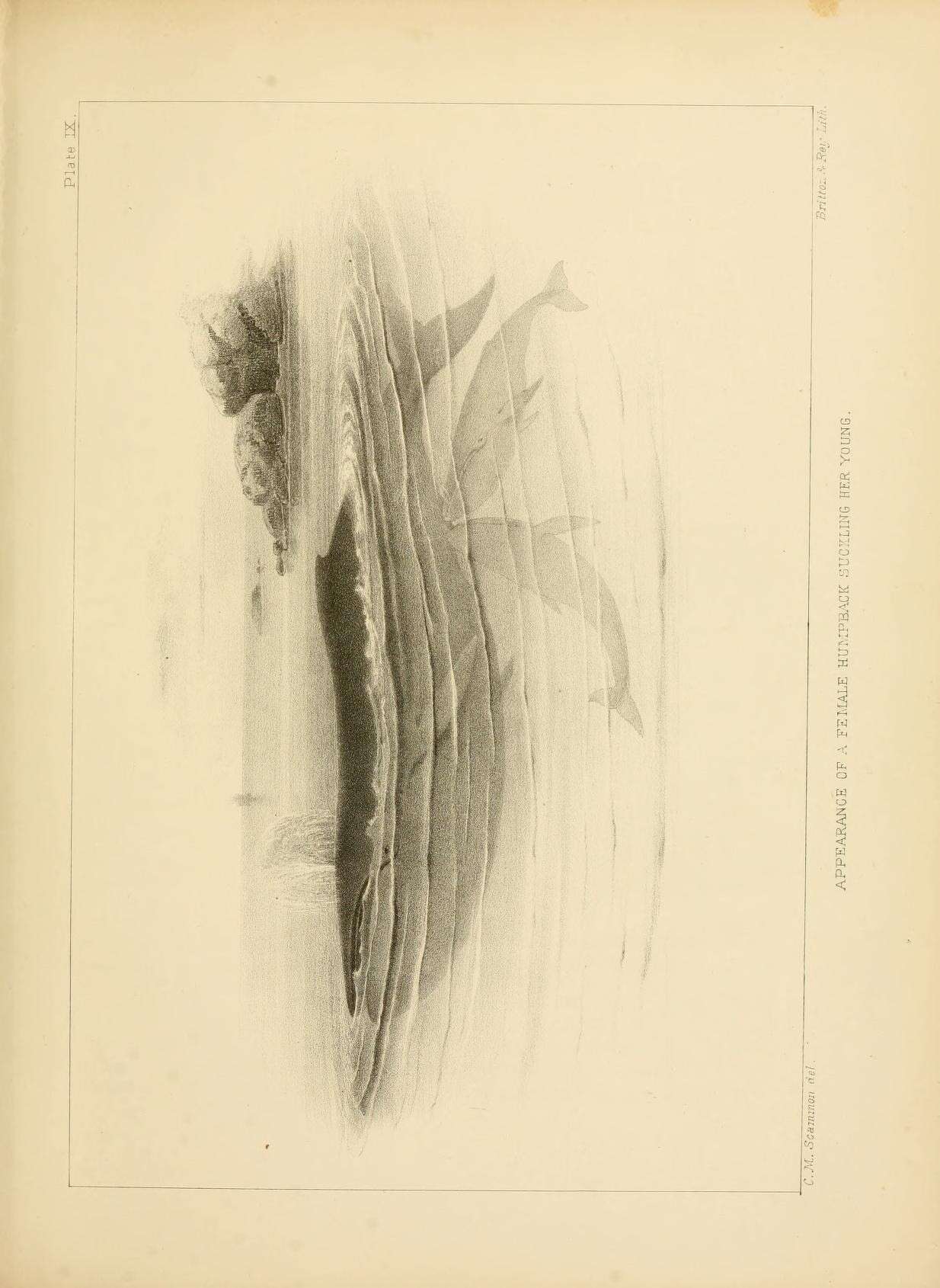 Image de Megaptera Gray 1846